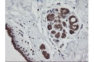Image no. 1 for anti-Mitochondrial Ribosomal Protein S34 (MRPS34) antibody (ABIN1499564)