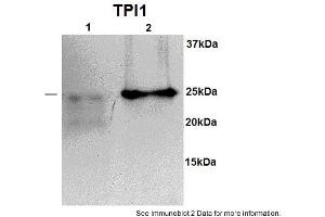 Image no. 1 for anti-Triosephosphate Isomerase 1 (TPI1) (N-Term) antibody (ABIN2783242)