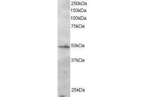 Image no. 1 for anti-Interferon Regulatory Factor 2 (IRF2) (C-Term) antibody (ABIN184810)