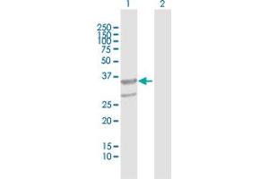 Western Blot analysis of ABHD11 expression in transfected 293T cell line by ABHD11 MaxPab polyclonal antibody.
