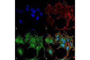 Image no. 1 for anti-Autophagy related 4B Cysteine Peptidase (ATG4B) (AA 94-106) antibody (ABIN5066011)