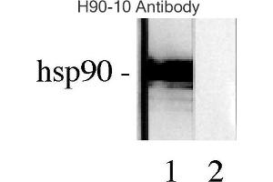 Image no. 2 for anti-Heat Shock Protein 90 (HSP90) antibody (PE) (ABIN2481357)