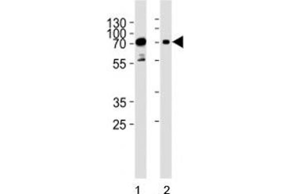 PAK3 antibody  (AA 124-152)