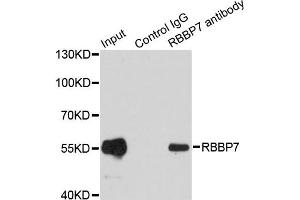 Image no. 1 for anti-Retinoblastoma Binding Protein 7 (RBBP7) antibody (ABIN6570817)