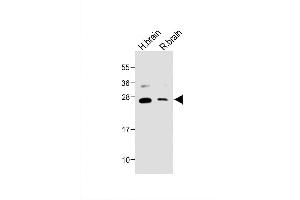 Image no. 4 for anti-Neurotrophin 3 (NTF3) (AA 152-184), (C-Term) antibody (ABIN392181)