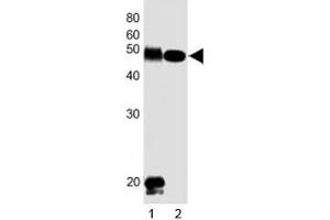 Image no. 4 for anti-delta-Like 1 Homolog (Drosophila) (DLK1) (C-Term) antibody (ABIN3028611)