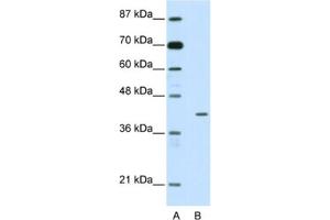 Image no. 1 for anti-Homeobox Containing 1 (HMBOX1) antibody (ABIN2461931)
