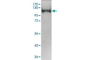 RPS6KA2 Protein (Ribosomal Protein S6 Kinase, 90kDa, Polypeptide 2) (GST tag)