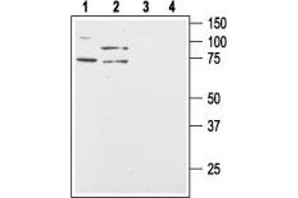 CD200R1 antibody  (C-Term, Intracellular)