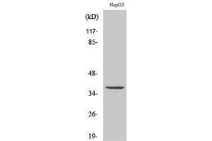 Image no. 1 for anti-TAS2R39 (TAS2R39) (Internal Region) antibody (ABIN3187146)