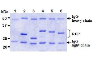 Image no. 2 for anti-Red Fluorescent Protein (RFP) antibody (ABIN1449296)