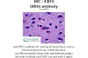 Image no. 1 for anti-Early B-Cell Factor 3 (EBF3) antibody (ABIN1723786)