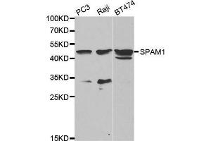 Western blot analysis of extracts of various cell lines, using SPAM1 antibody.