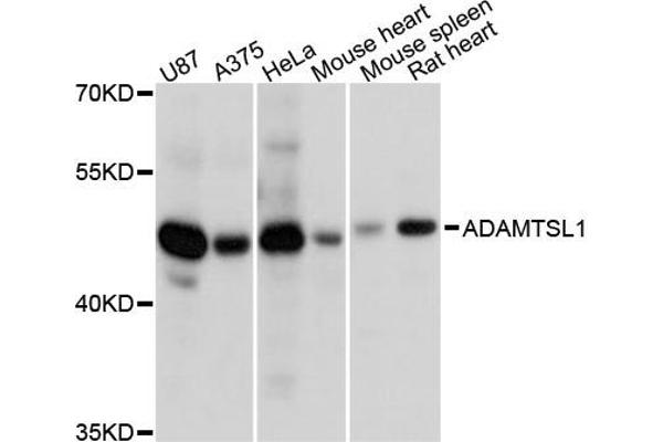 anti-ADAMTS-Like 1 (ADAMTSL1) antibody