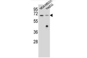 Image no. 3 for anti-Glomulin, FKBP Associated Protein (GLMN) (AA 505-533), (C-Term) antibody (ABIN952528)