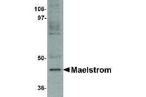 Image no. 1 for anti-Maelstrom Spermatogenic Transposon Silencer (MAEL) (C-Term) antibody (ABIN6657327)