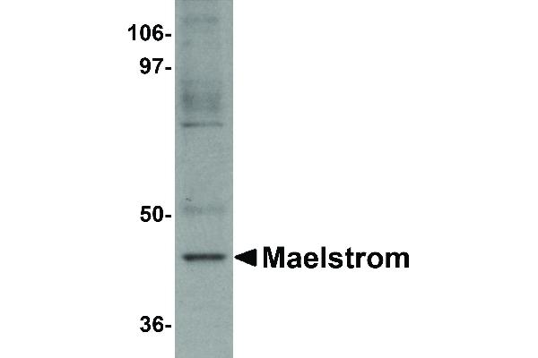 MAEL 抗体  (C-Term)