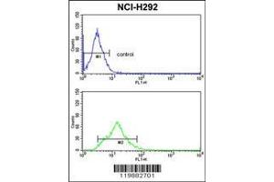 Image no. 3 for anti-Transgelin (TAGLN) (AA 139-167), (C-Term) antibody (ABIN390627)