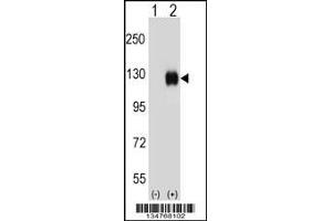 Western Blotting (WB) image for anti-EPH Receptor B4 (EPHB4) (Center) antibody (ABIN2160965)