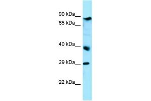 Image no. 1 for anti-Chromosome 7 Open Reading Frame 27 (C7orf27) (C-Term) antibody (ABIN2789238)