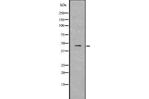 Image no. 1 for anti-Pannexin 3 (PANX3) (Internal Region) antibody (ABIN6264030)