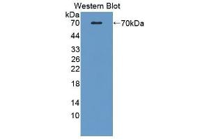 Image no. 1 for anti-CD5 Molecule-Like (CD5L) (AA 22-352) antibody (ABIN1858312)