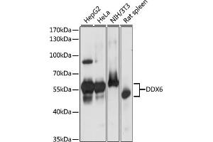 DDX6 Antikörper  (C-Term)