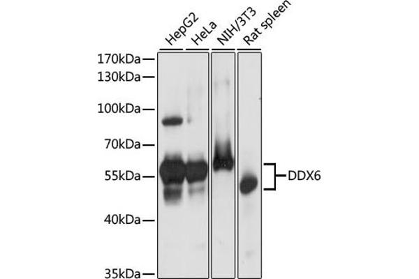DDX6 anticorps  (C-Term)