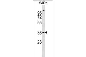 ANXA9 Antibody (Center) (ABIN1538075 and ABIN2848710) western blot analysis in WiDr cell line lysates (35 μg/lane).