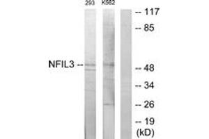 Image no. 1 for anti-Nuclear Factor, Interleukin 3 Regulated (NFIL3) (AA 61-110) antibody (ABIN1533931)