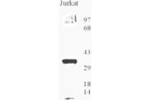 Image no. 5 for anti-8-Oxoguanine DNA Glycosylase (OGG1) (AA 1-100), (N-Term) antibody (ABIN363384)