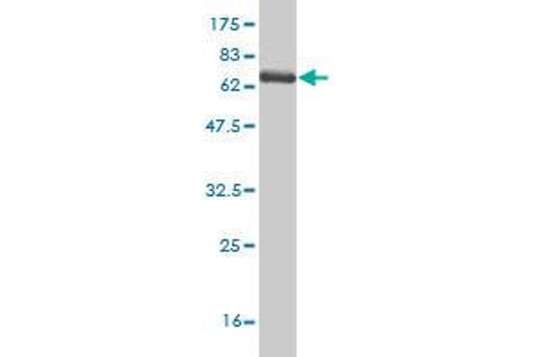 SPHK1 antibody  (AA 1-384)