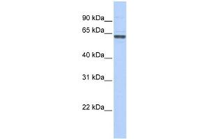 anti-RNA Guanine-7 Methyltransferase (RNMT) (C-Term) antibody