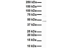 Image no. 4 for anti-Keratin 17 (KRT17) (C-Term) antibody (ABIN2776962)