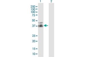 Western Blot analysis of FPR2 expression in transfected 293T cell line by FPR2 MaxPab polyclonal antibody.