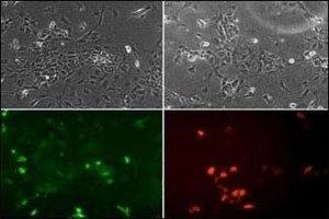 Image no. 1 for anti-Neuronal Differentiation 1 (NEUROD1) (AA 15-45) antibody (ABIN3031977)