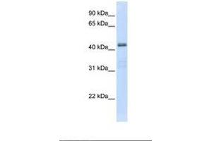 Image no. 1 for anti-Solute Carrier Family 29 (Nucleoside Transporters), Member 2 (SLC29A2) (AA 362-411) antibody (ABIN6738095)