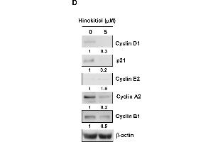 Image no. 5 for anti-Cyclin B1 (CCNB1) (Center) antibody (ABIN2854892)