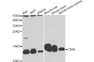 Image no. 4 for anti-Thioredoxin 2 (TXN2) antibody (ABIN6567577)