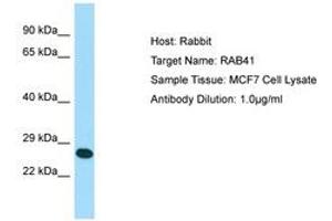 Image no. 1 for anti-RAB41, Member RAS Oncogene Family (RAB41) (N-Term) antibody (ABIN6750036)