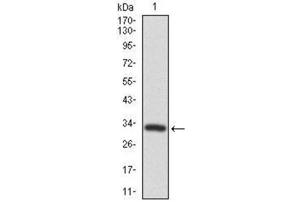 FZD5 anticorps  (AA 151-217)