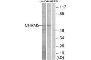 Image no. 2 for anti-Cholinergic Receptor, Muscarinic 5 (CHRM5) (AA 281-330) antibody (ABIN1535647)