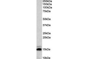 Image no. 3 for anti-Neurogranin (NRGN) (Internal Region) antibody (ABIN571065)