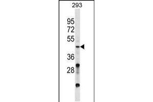 Image no. 1 for anti-Visual System Homeobox 2 (VSX2) (AA 263-291), (C-Term) antibody (ABIN5530826)