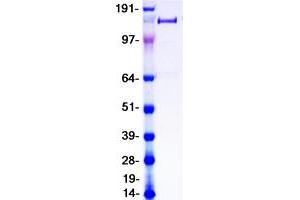 Image no. 1 for phospholipase A2 Receptor 1, 180kDa (PLA2R1) (Transcript Variant 2) protein (Myc-DYKDDDDK Tag) (ABIN2729088)