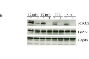 Image no. 83 for anti-Glyceraldehyde-3-Phosphate Dehydrogenase (GAPDH) (Center) antibody (ABIN2857072)