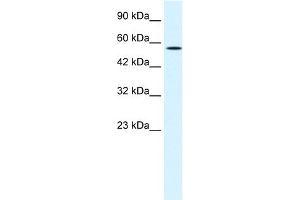 anti-Meis Homeobox 2 (MEIS2) (N-Term) antibody