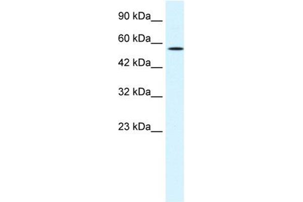 MEIS2 anticorps  (N-Term)