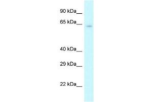 Image no. 1 for anti-Cleavage Stimulation Factor, 3' Pre-RNA, Subunit 2, 64kDa (CSTF2) (N-Term) antibody (ABIN2778765)