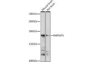 RAPGEF6 anticorps  (AA 145-240)